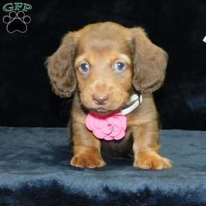 Alice- mini, Dachshund Puppy
